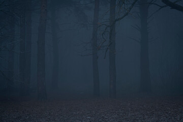 Selective focus. Dark dense forest with black bare tree silhouettes covered with solid fog at...