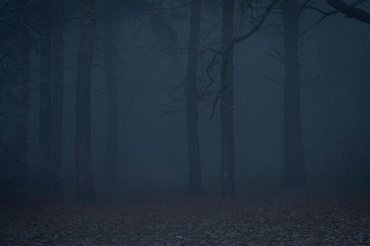 Selective focus. Dark dense forest with black bare tree silhouettes covered with solid fog at night. Autumn fallen leaves lies on the ground. Blurred background.