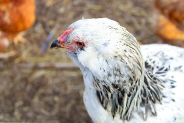 white hen