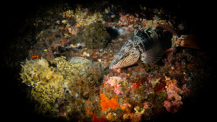 Fotografía submarina en La Herradura, Granada, Andalucía, España.
