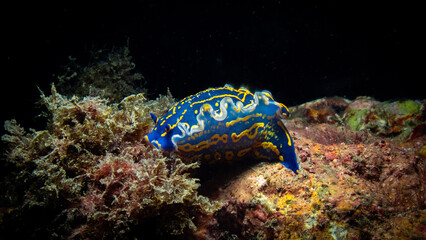 Fotografía submarina en La Herradura, Granada, Andalucía, España.