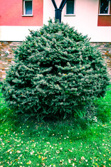 Ornamental conifer decorating the garden