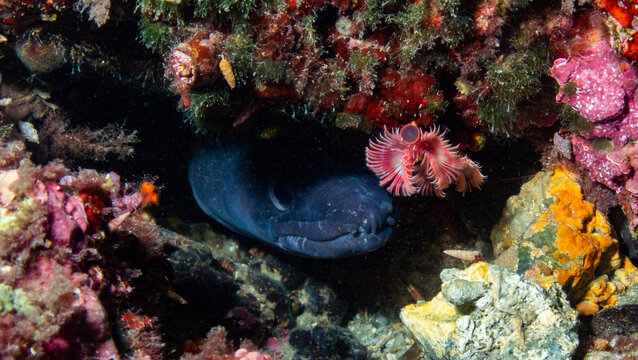 Fotograf&iacute;a submarina en La Herradura, Granada, Andaluc&iacute;a, Espa&ntilde;a.