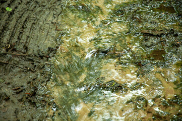 green moss on the rock