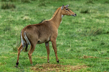 Naklejka na ściany i meble The nilgai, Boselaphus tragocamelus, is the largest Asian antelope