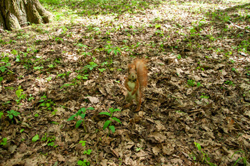 spring in the garden