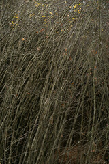 Interweaving of shrub branches, abstract background