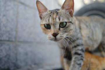 Obraz premium Charming and lovely street cat