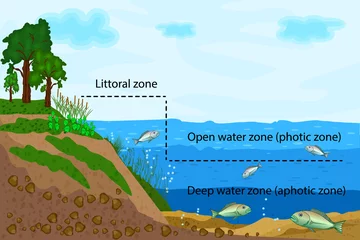 Tuinposter Lake ecosystem. Zonation in lake water infographic. Pond or river freshwater zones diagram with text for education. Lake ecosystems division into littoral, open water and deep water zones. Vector © kajani