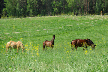 Naklejka na ściany i meble a herd of horses grazing in a meadow