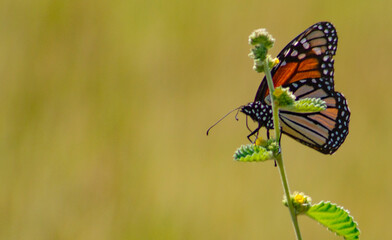 ORANGE BUTTERFLY, SEATED ON WILD FLOWER WITH OUT OF FOCUS BACKGROUND
