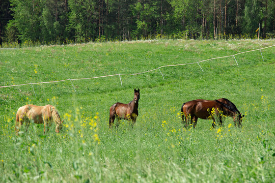 a herd of horses grazing in a meadow