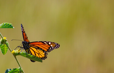 ORANGE BUTTERFLY, SEATED ON WILD FLOWER WITH OUT OF FOCUS BACKGROUND