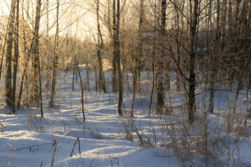 Winter patterns on plants, ice, snow, cold