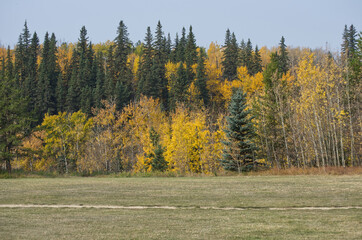 Autumn Scenery at Whitemud Park in Edmonton, AB
