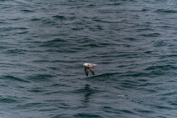 2021 08 12 Husavik Seagull