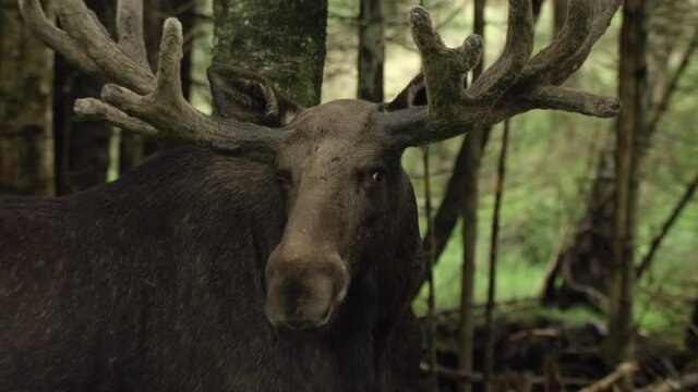 moose in Swedish forest in summer