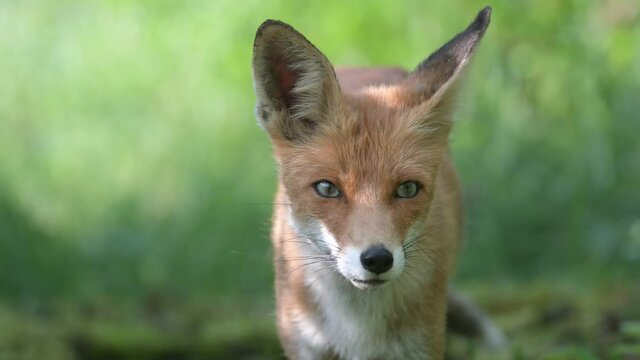 Red fox Vulpes vulpes. The head of a red fox on a green background.. The fox turns his head and looks at the camera. Close up.