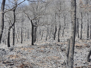 forest fire in turkey