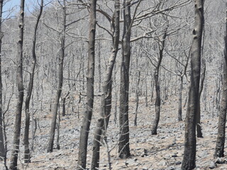 forest fire in turkey