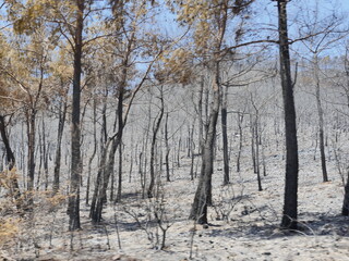 forest fire in turkey