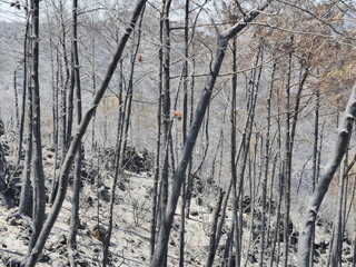 forest fire in turkey