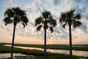 Palmetto trees with sunset backdrop in Charleston, SC. Tropical calming relaxation - obrazy, fototapety, plakaty