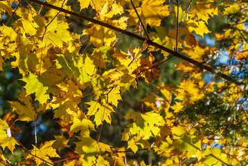 Beautiful maple branches with yellow leaves