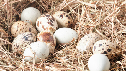 Naklejka na ściany i meble Photo of quail eggs on a hay background