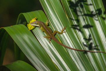 Lizard Climbing on Palm Leaf