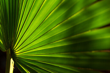 Obraz premium Palm Leaf Texture Closeup
