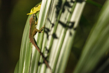 Lizard Climbing on Palm Leaf