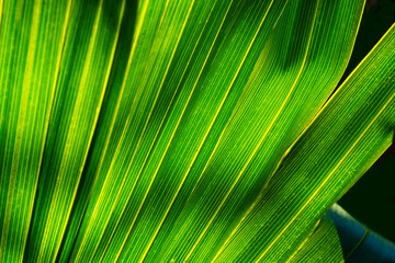 Obraz premium Palm Leaf Texture Closeup