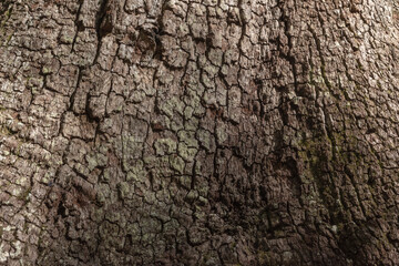 Tree Bark Texture Closeup