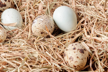 Naklejka na ściany i meble quail eggs in a nest of dry grass, hay close-up