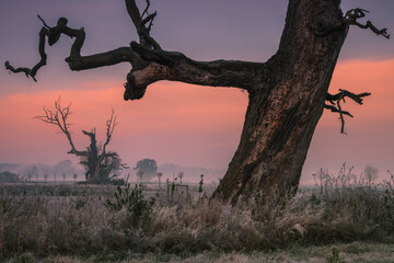 Lonely oak tree in the field during sunrise