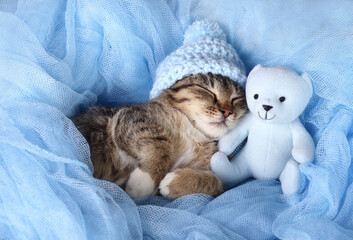 Fototapeta na wymiar Cute little gray kitten in a blue hat sleeps next to a blue teddy bear on a blue background. Cat close up. Care for cats. Love. Childhood. Tabby