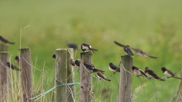 Barn Swallow (Hirundo rustica) House Martin (Delichon urbicum) Sand Martin (Riparia riparia) together on a fence