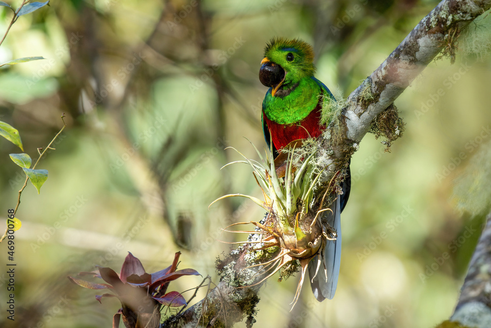 Poster resplendent quetzal in costa rica