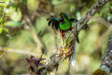 Resplendent Quetzal in Costa Rica