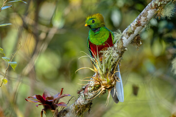 Resplendent Quetzal in Costa Rica
