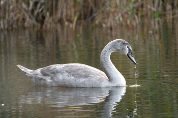 swan on the water