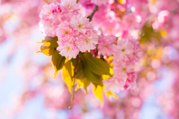 Beautiful cherry blossom sakura in spring time on nature background. Botanical garden concept. Tender bloom. Aroma and fragrance. Spring season. Tenderness. Branch of sakura. Perfumery concept.