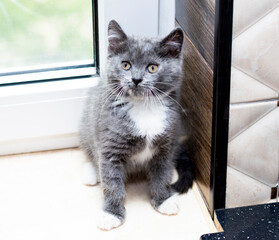 scottish bicolor blue kitten sitting by the window