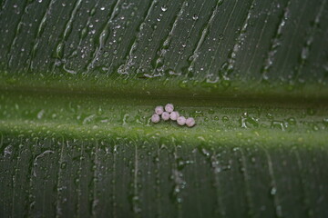 Butterfly eggs on an wet leaf