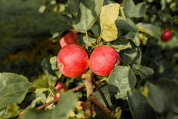 red apples on a branch