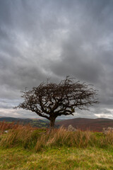 Hawthorn tree on the moor Dartmoor national park Devon england uk 