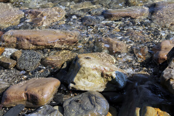macro photography. crab closeup