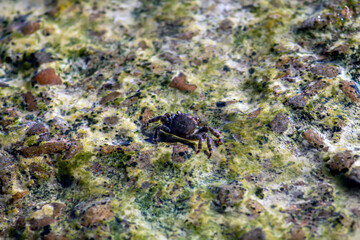 macro photography. crab closeup