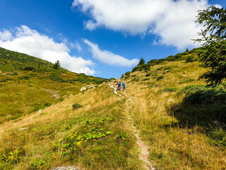 Fototapeta na wymiar path in the mountains, Iorgovanului Mountains, Romania 